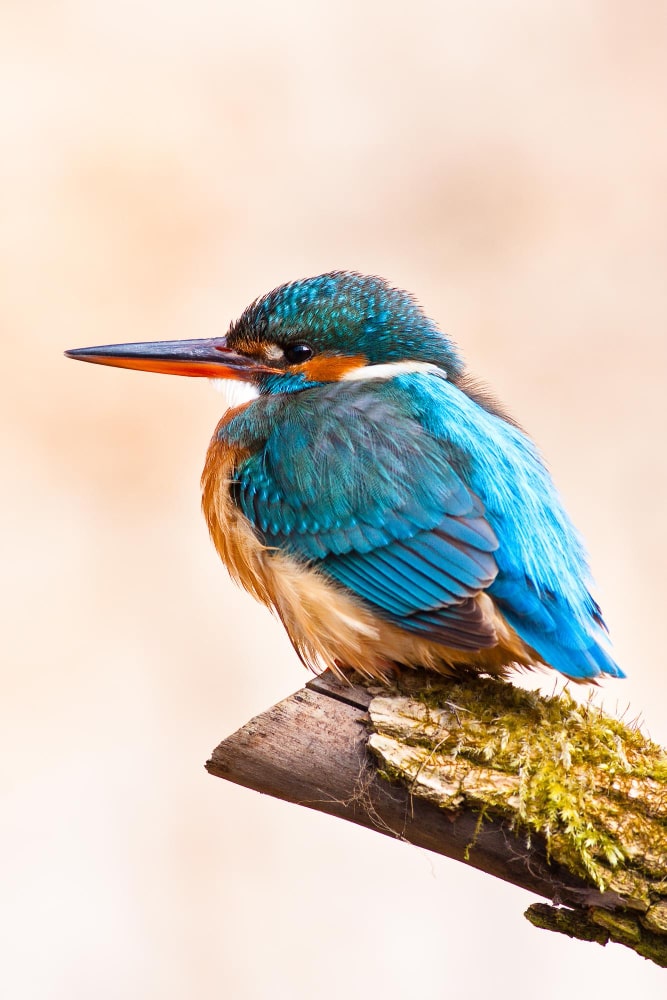 Які зміни принесе Колібрі (Hummingbird) для інтернет-магазину?